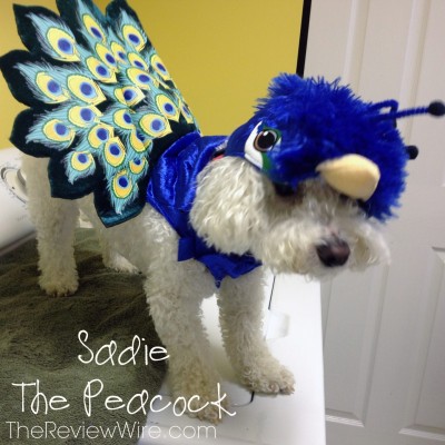 Animal Planet Pet Parade: Vote for Our Pup, Sadie As the Cutest Costumed Dog! #TooCute