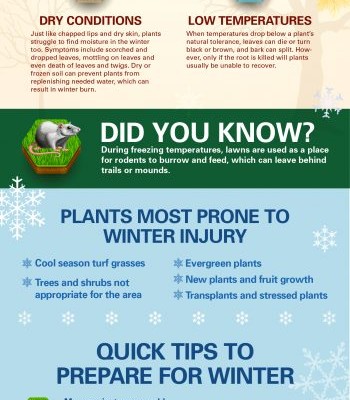 TruGreen Winter Lawn Care Tips