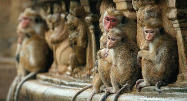 Monkey Kingdom 