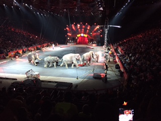 Ringling Bros. Circus Elephants