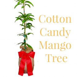 Cotton Candy Mango Tree