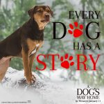 Every Dog Has a Story - A Dog's Way Home