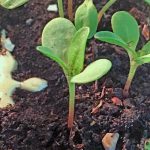 SGLEDs Grow Light Bulb Review The Review Wire - SGLEDs Grow Light Bulb Review - PEAS