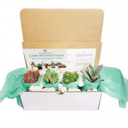 The Review Wire Holiday Gift Guide 2020: Succulents Box Monthly Subscription