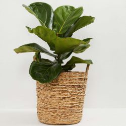 The Review Wire Holiday Gift Guide 2020: Bountiful Fiddle Leaf Fig