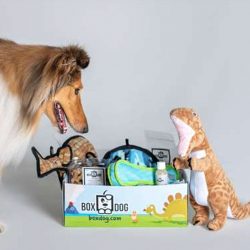 The Review Wire Holiday Gift Guide 2020: BoxDog Monthly Subscription