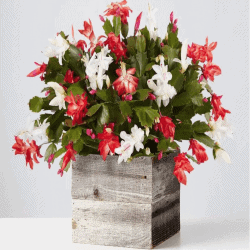 The Review Wire Holiday Gift Guide 2020: Red and White Christmas Cactus