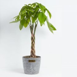 Money Tree from Lively Root