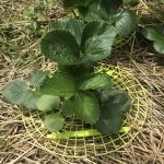 Tips and Tricks to Getting Started on a Strawberry Garden The Review Wire Gardeners.com Strawberry Supports