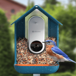 bird-buddy-smart-feeder