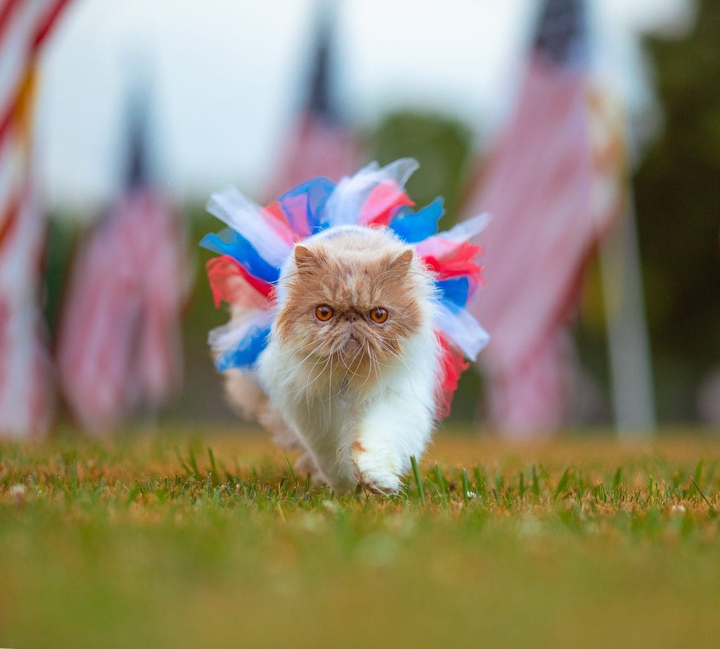The Review Wire Safeguarding Your Furry Friends Fourth of July Pet Safety Tips