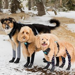 Walkee Paws Dog Boots