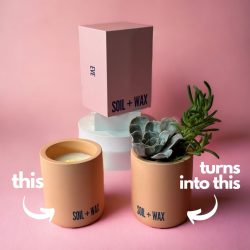 Soli + Wax Succulent Kit