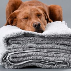 Delilah Home 100% Organic Cotton Bath Towels