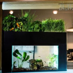 AquaSprouts Aquaponics Garden