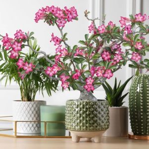 CottageFarms Pink Desert Rose